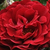 Roșu - Trandafir pentru straturi Polyantha - Draga™